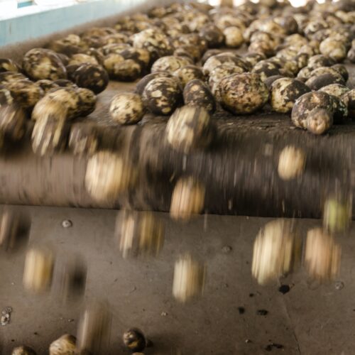 pexels-mark-stebnicki-2255804