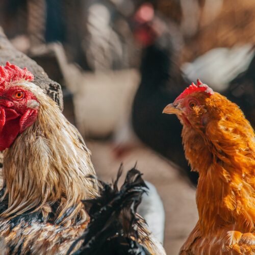 pexels-zahaoha-1543841