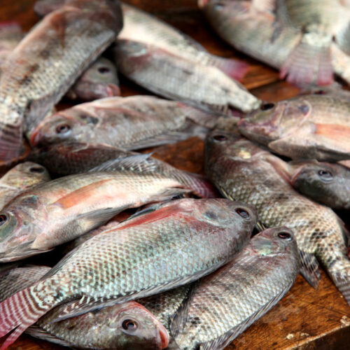 4878741694_988302a69f_b-1024x683