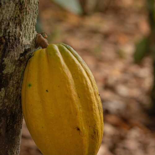 pexels-gustavo-menezes-15722363