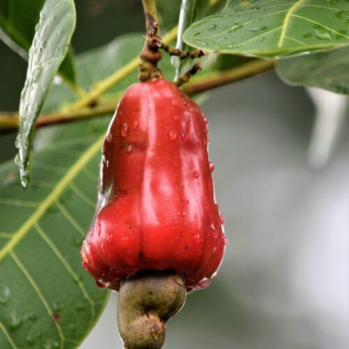 pexels-magali-guimarães-5767794