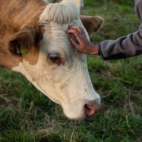 pexels-pietro-guerrero-18098387
