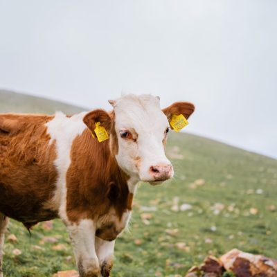 pexels-beytlik-18064534